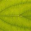 Close-up of dogwood leaf Cornus nuttallii showing vein structure. Scotland. August 2006.
